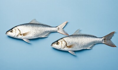 Obraz premium Two fresh fish on a blue background