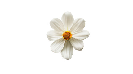 Close-up of a delicate white daisy with a bright yellow center isolated on a white background. Perfect for nature and floral-themed designs.