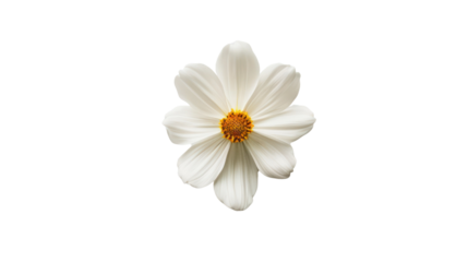 Close-up of a delicate white daisy with a bright yellow center isolated on a white background. Perfect for nature and floral-themed designs.