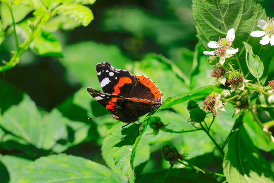 Red admiral (Vanessa atalanta) perching on green leaf in summer