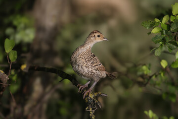 Chicks of the common pheasant (Phasianus colchicus) sit on the branches of a dense tree. Unusual location for grass birds
