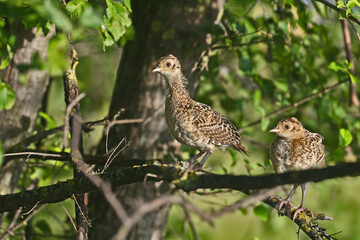Chicks of the common pheasant (Phasianus colchicus) sit on the branches of a dense tree. Unusual location for grass birds
