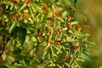 Orange berries of Tatarian honeysuckle (Lonicera tatarica) shot close-up on a bush in soft morning...