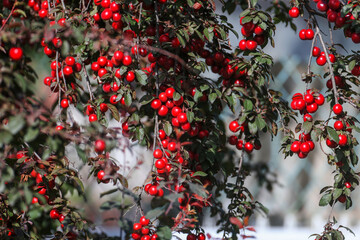 Cherry plum 'Kuban Comet' (Prunus ×rossica Erem) with red fruits shot close-up in morning light