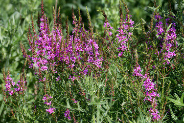 Flowering bush Lythrum virgatum, the wand loosestrife shot close-up against a blurred background in soft morning light