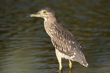 Young black-crowned night-heron (Nycticorax nycticorax) shot very close up standing in brown lake water