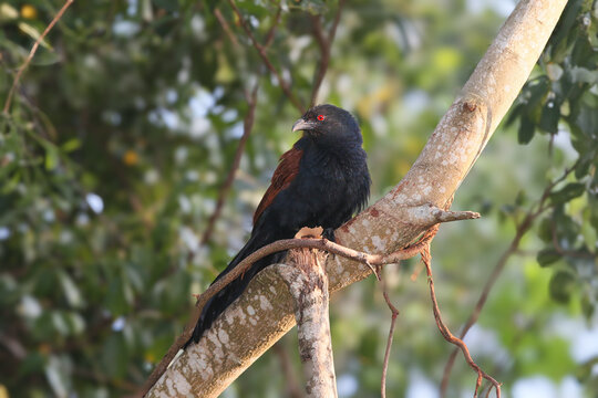 Adult greater coucal or crow pheasant (Centropus sinensis) shot close-up sitting on a tree trunk