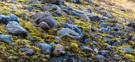 A rocky hillside with moss growing on it