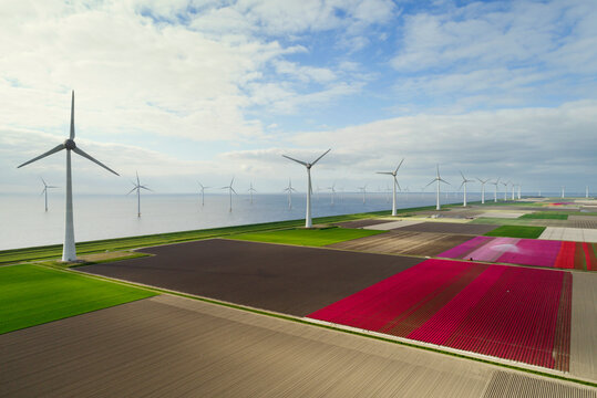 Wind turbines near sea on multi colored tulips field
