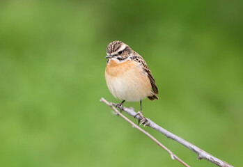 Close-up shot of an adult whinchat (Saxicola rubetra) sitting on a branch against a blurred green background