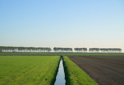 Lines of trees and landscape in polder