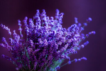Close-up of lavender flowers, Soft focus on black
