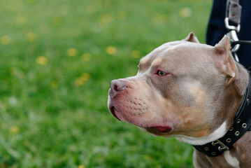American Bully walks in park with owner, brown dog sitting on green grass, close-up view of muzzle, looking left, copy space, dogwalking concept