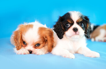 Two little Cavalier King Charles Spaniel puppies sleep cute and relaxed on blue background. Empty space for text. Favorite pets concept.