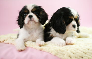 Two little Cavalier King Charles Spaniel puppies lie and pose on pink background and look at the camera. Empty space for text. Friendship, pets.