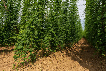 Bavarian Hop garden and cones who hold the green gold to the top of the sky