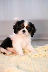 Cavalier King Charles Spaniel puppy sitting on floor at home. Animal emotions, pets. Vertical.
