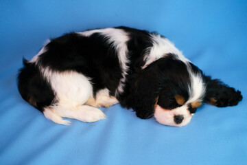 Cute Cavalier King Charles Spaniel puppy sleeps cute and relaxed on blue background. Empty space for text. Favorite pets concept.