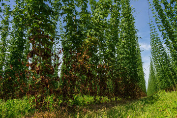 Bavarian Hop garden and cones who hold the green gold to the top of the sky