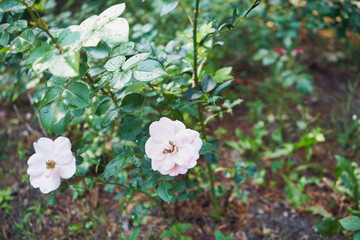 róże park  © Marcin Łazarczyk