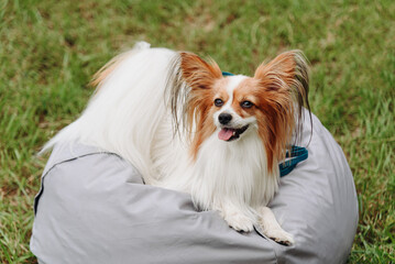 red and white papillon dog lying on gray armchair bag on green grass in park in sunny summer day, dog rests, dogwalking concept