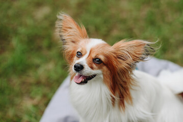 red and white papillon dog sitting on gray armchair bag on green grass in park in sunny summer day, looking at owner, dogwalking concept
