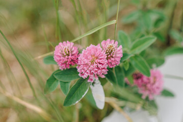 three clover flowers, green grass in background, summer flowers concept