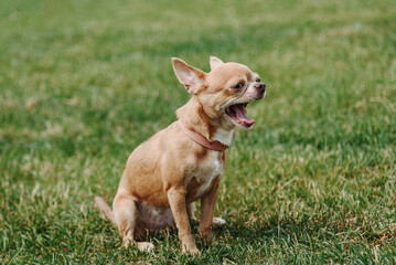 brown chihuahua sitting and yawning on green grass in park in sunny summer day, dogwalking concept