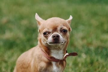 brown chihuahua sitting on green grass in park in sunny summer day, looking at camera, dogwalking concept