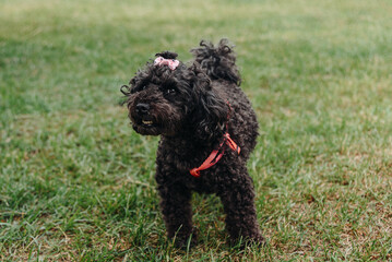 black female toy poodle walks on green grass in park in sunny summer day, dogwalking concept