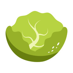 White cabbage. Vector illustration.
