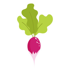 Radish. Healthy food. Vector illustration.