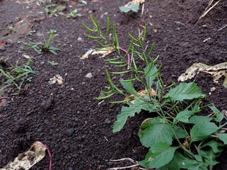 Rhamphospermum nigrum , black mustard plant