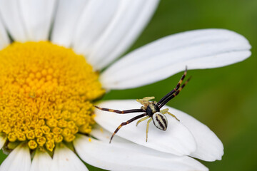 Goldenrod Crab Spider - Misumena vatia, beautiful common spider from European meadows and gardens, Czech Republic.