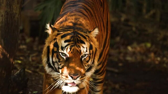 Tiger Walking in Forest Zoo