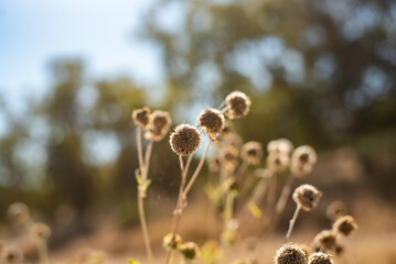 Wildflowers in the Australian outback