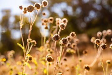 Wildflowers in the Australian outback