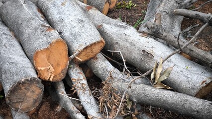 Fototapeta premium Cutting down trees, concept of destroying nature