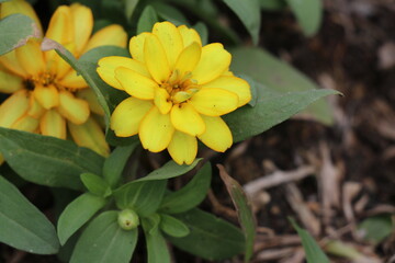 Yellow flowers blooming in the park