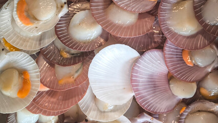 Single Shell Scallop For the background. Fresh food from the sea. Seafood in the restaurant