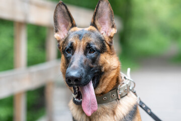 black and brown East European Shepherd dog sits on wooden bridge in park with green trees in sunny summer day, dog for for military and guard work, close-up view of muzzle, dogwalking concept