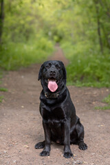 black Labrador sits on footpath in park with green trees in sunny summer day, tongue out, dogwalking concept, vertical photo, copy space