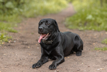 black Labrador lying on footpath in park with green trees in sunny summer day, tongue out, dogwalking concept