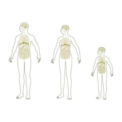 男女と子供の人体図