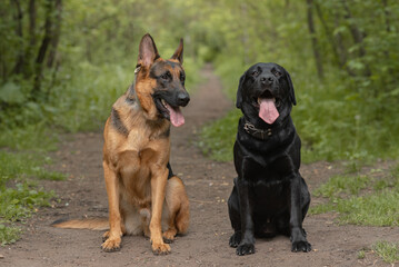 two dogs sit on footpath in forest, black and brown East European Shepherd and black Labrador, dogwalking concept