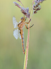 Beautiful nature scene with Keeled skimmer (Orthetrum coerulescens). Macro shot of Keeled skimmer (Orthetrum coerulescens) flower. Keeled skimmer (Orthetrum coerulescens) in the nature habitat.