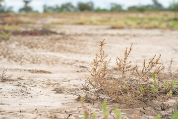 plains in the Australian outback