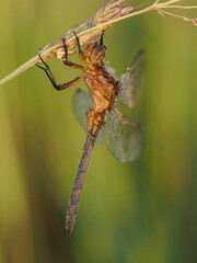 Beautiful nature scene with Keeled skimmer (Orthetrum coerulescens). Macro shot of Keeled skimmer (Orthetrum coerulescens) flower. Keeled skimmer (Orthetrum coerulescens) in the nature habitat.