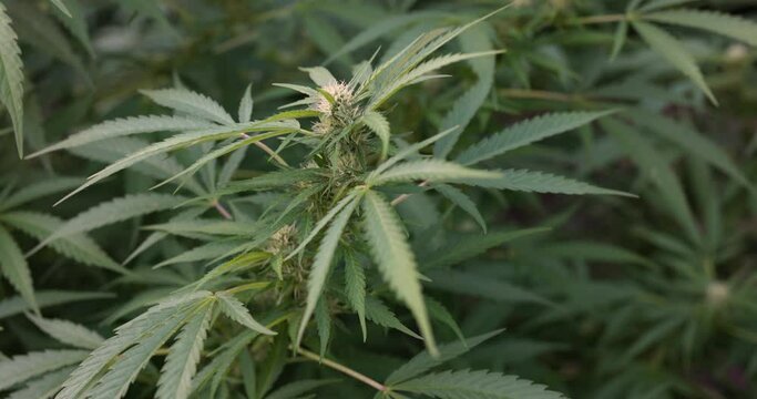 Cannabis plant with green leaves