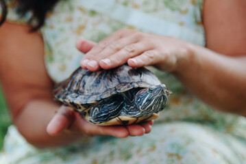 small turtle in woman hands, pond slider, Trachemys scripta, Emydidae, freshwater tortoise,...